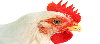 “Renda” do frango cresce e já equivale à do boi