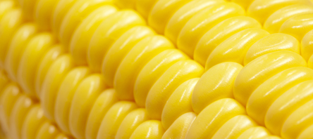 Milho: Clima seco limita cultivo da segunda safra e eleva preços no BR