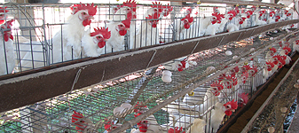 Alternativas às normas que exigem telamento de galpões na produção de ovos são apresentadas ao Mapa