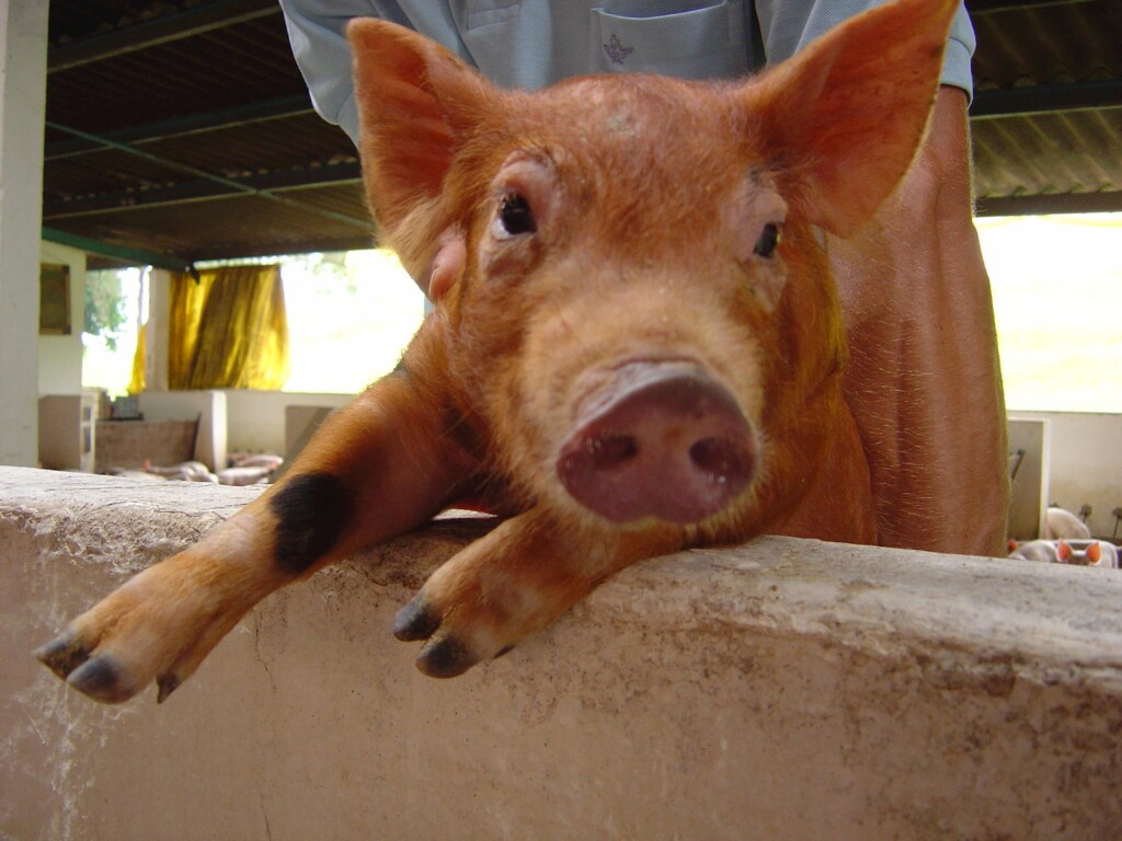 Preço sobe e produtor de suíno do RS sai do vermelho, diz entidade