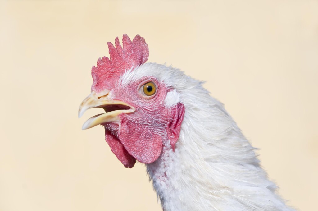 O Ponto da Curva – por Bruno da Silva Pimenta