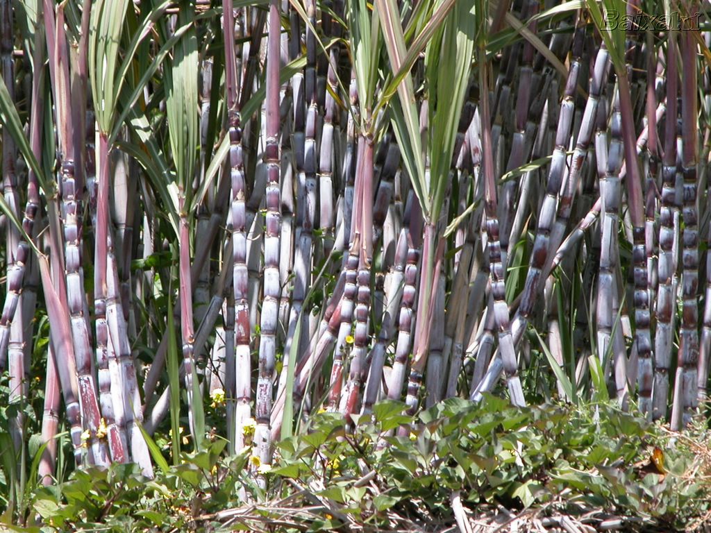 ETH anuncia convênio de R$ 20 milhões com a Fapesp