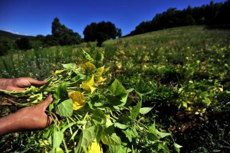 Consumidor deve sentir impacto da seca nos preços em 2013