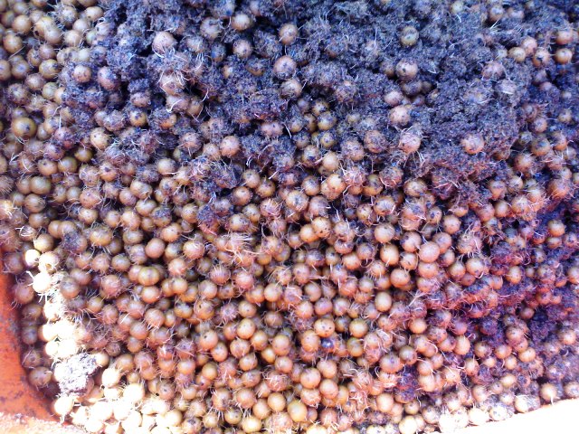 BID oferece apoio para produção de biomassa no Norte