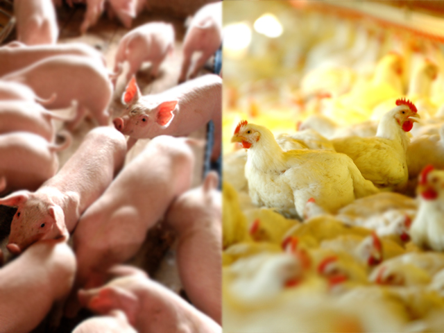 CNA monta circuito que fortalece integração de produtores de aves e suínos