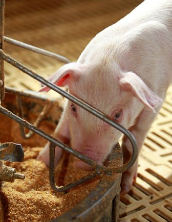 Bolsa de suínos de Minas Gerais fecha em R$ 3,70/Kg do suíno vivo