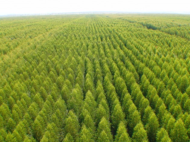 Em novo decreto do Código Florestal, Dilma volta com maior proteção a margens de rios