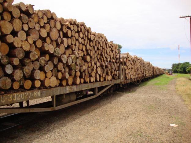 Retomada exportação de cavacos e toras de pinus no Porto de Itajaí