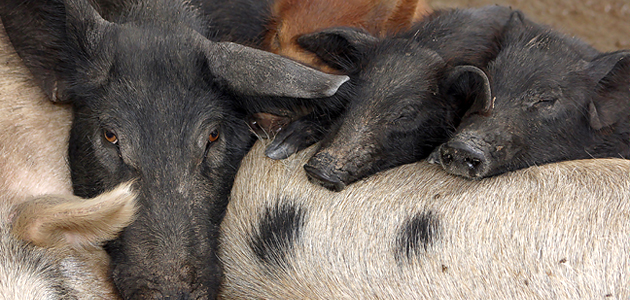 Idaron ajuda na ampliação da zona livre de peste suína clássica no Estado do Amazonas