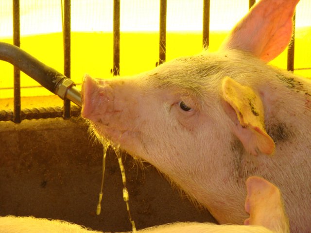 Suíno paulista é comercializado em até R$ 64 a arroba