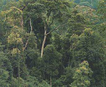 Dilma veta 12 dos 84 artigos do Código Florestal