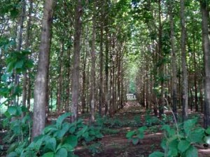 FAO alerta que florestas da madeira teca sofreram queda de mais 1% em menos de uma década