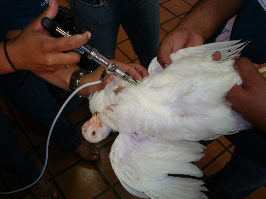 Vacinação é destaque na  Pif Paf Alimentos, em Pará de Minas (MG)