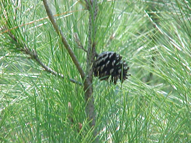 Grupo português planeja investir R$ 2,4 bi em pinus em MG