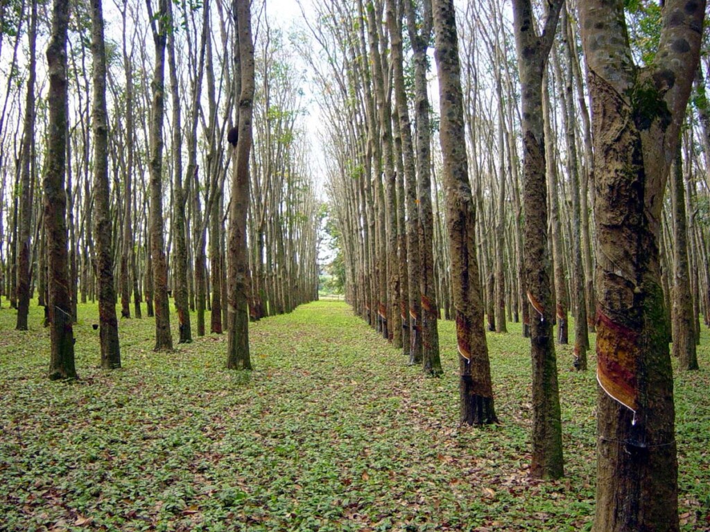 Paraná pode expandir plantio de seringueiras para atender Sumitomo