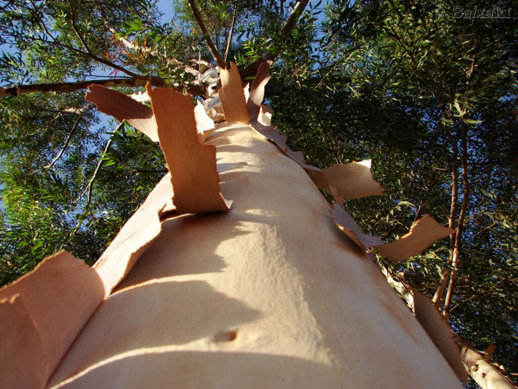 Eucaliptos geneticamente modificados produzem volume 20% maior que o comum