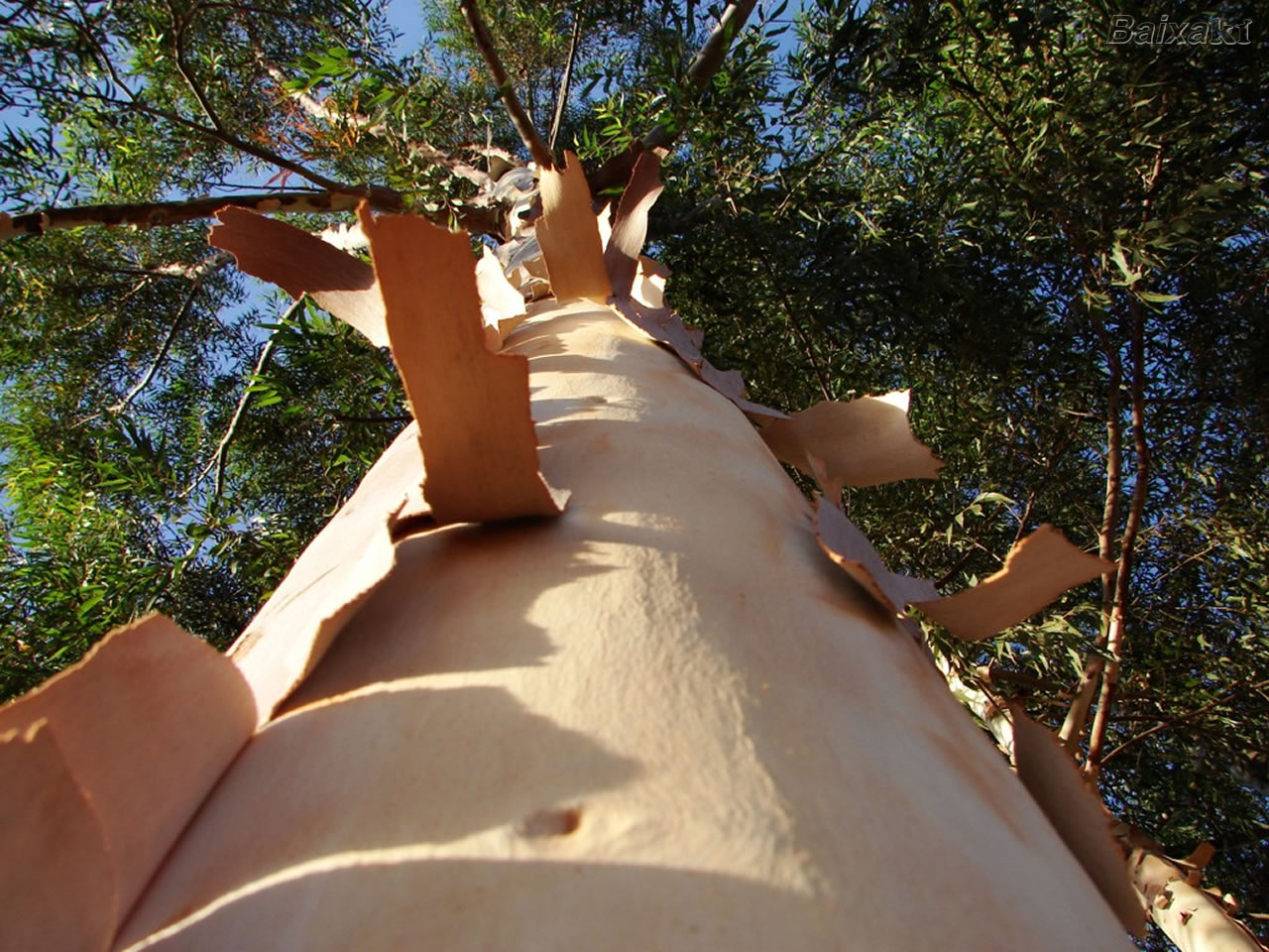 Expansão da monocultura de eucalipto no Vale do Paraíba