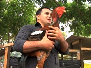 Avicultores de MT apostam na criação de galo gigante que passa de 13 kg