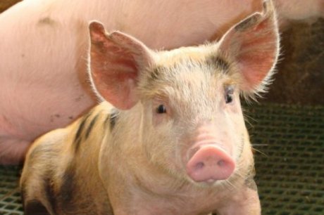 Em Brasília, governo adia medidas contra crise na suinocultura