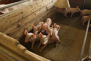 Bem-estar de suínos virá com custo no setor no médio prazo