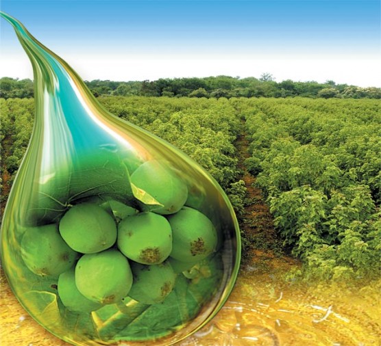 SGB e Embrapa formalizam parceria estratégica em pesquisa para desenvolver pinhão-manso no Brasil