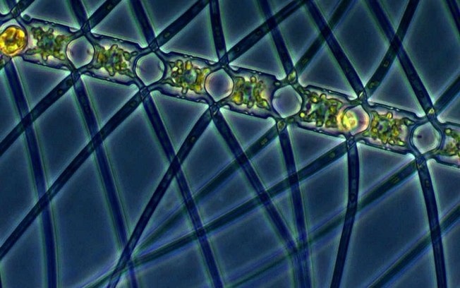 Algas podem retirar carbono da atmosfera e armazená-lo no fundo do mar