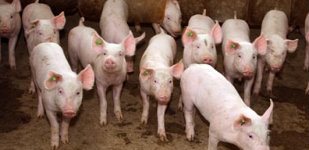 Exportações de carne suína recuam, mas preço interno segue em recuperação