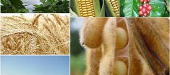 ‘Sal na ferida’, seca nos EUA ainda promete mais danos