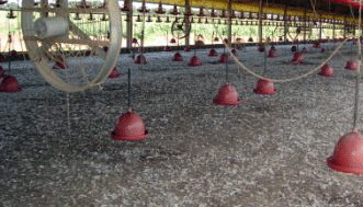 Instalações para a implantação da granja de aves