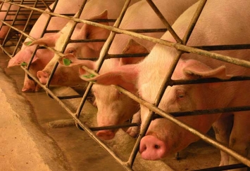 Suíno paulista é comercializado em R$ 58 a arroba