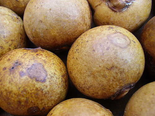 Macaúba é aposta na produção de combustível renovável