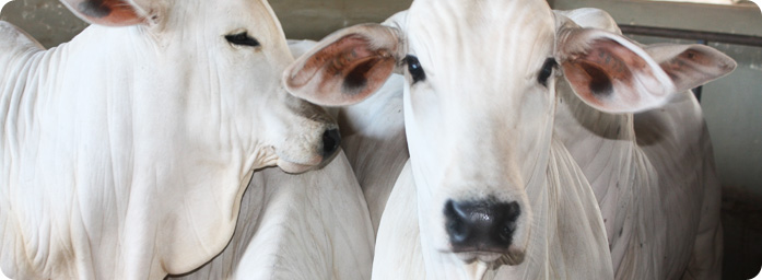 Descartada morte de bovino por EEB