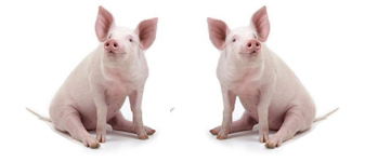 Bolsa de suínos de Minas Gerais fecha em R$ 3,20