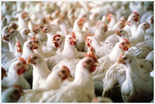 Ano começa desacelerado para exportadores de frango
