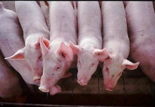 Suíno paulista é comercializado em R$ 57 a arroba