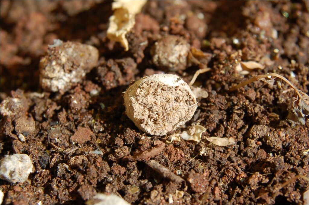 Fertilizantes organominerais podem reduzir a dependência externa do Brasil