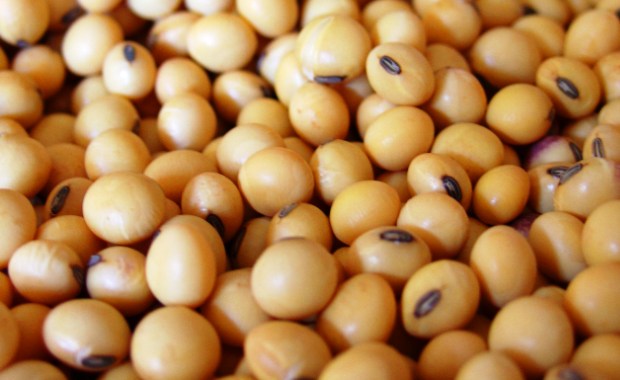 Produtores brasileiros limitam vendas de soja; preços sobem
