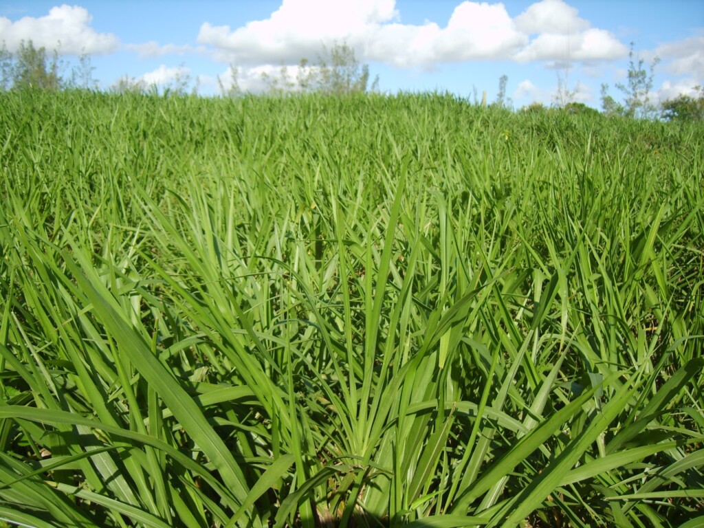 Uso de capim elefante pode reduzir custos de energia em Campos (RJ)