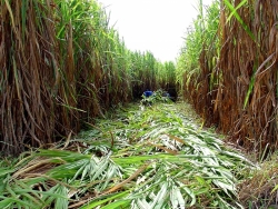 São Paulo investe em capim-elefante