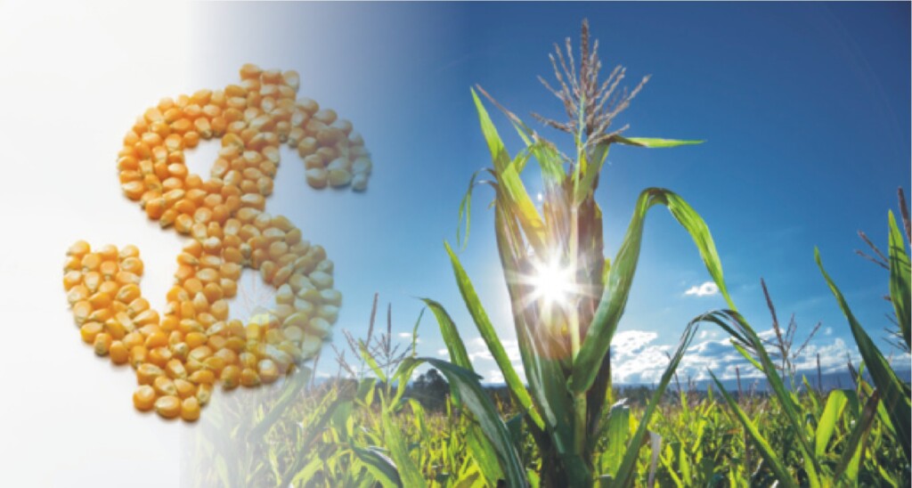 CMN ajusta preços de garantia para estimular produção de alimentos que pressionam inflação