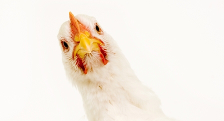 São Paulo cria Programa Estadual de Saúde Avícola