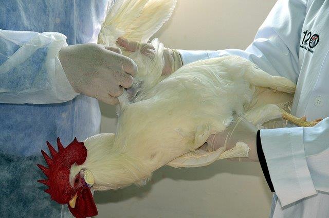 Ceva participa da nova etapa de controle da Laringotraqueíte Infecciosa (LTI) em Guatapará (SP)