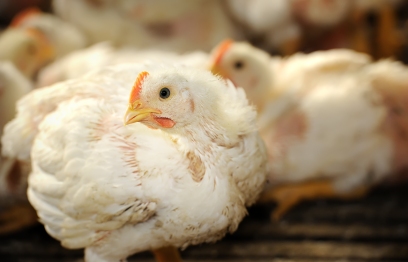 Geografia dificulta autossuficiência por frango na China