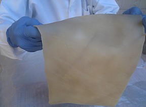 Escola de Franca desenvolve pele artificial a partir de tecido do porco