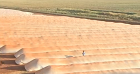 Em MS, agricultores apostam em alternativas contra a falta de silos