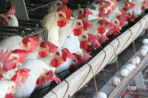 Alta na produção de ovos faz reduzir o preço do produto em todo o Brasil