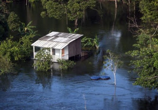 ‘Cemitério’ de árvores pode se tornar negócio rentável