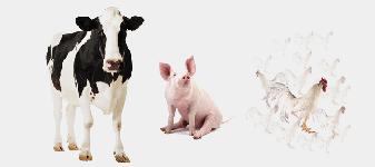 CLANA vai surpreender participantes dos setores de aves, bovinos, suínos e qualidade de alimentos