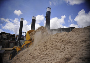 Energia gerada da biomassa no Brasil já ultrapassa capacidade de Belo Monte