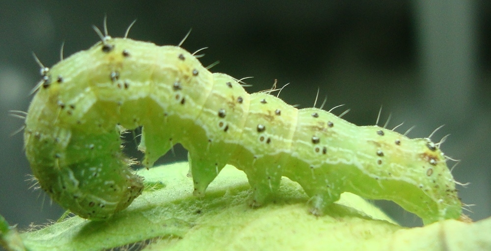 Pesquisadores percorrem o país em busca do combate à helicoverpa